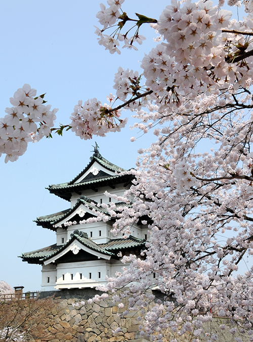 Lâu đài Hirosaki mùa hoa anh đào, tỉnh Aomori 